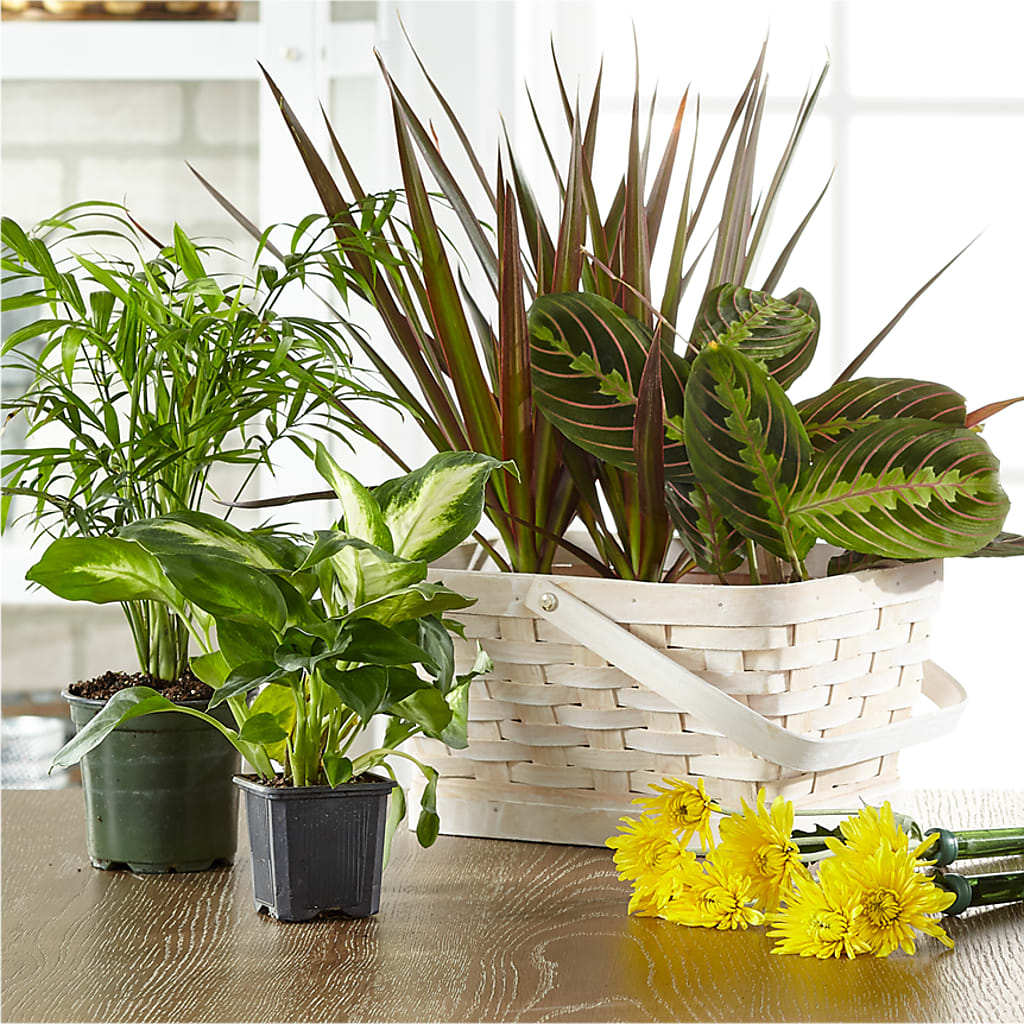 Florist Designed Blooming and Green Plants in a Basket – Whittier Blossom Shop, Whittier CA