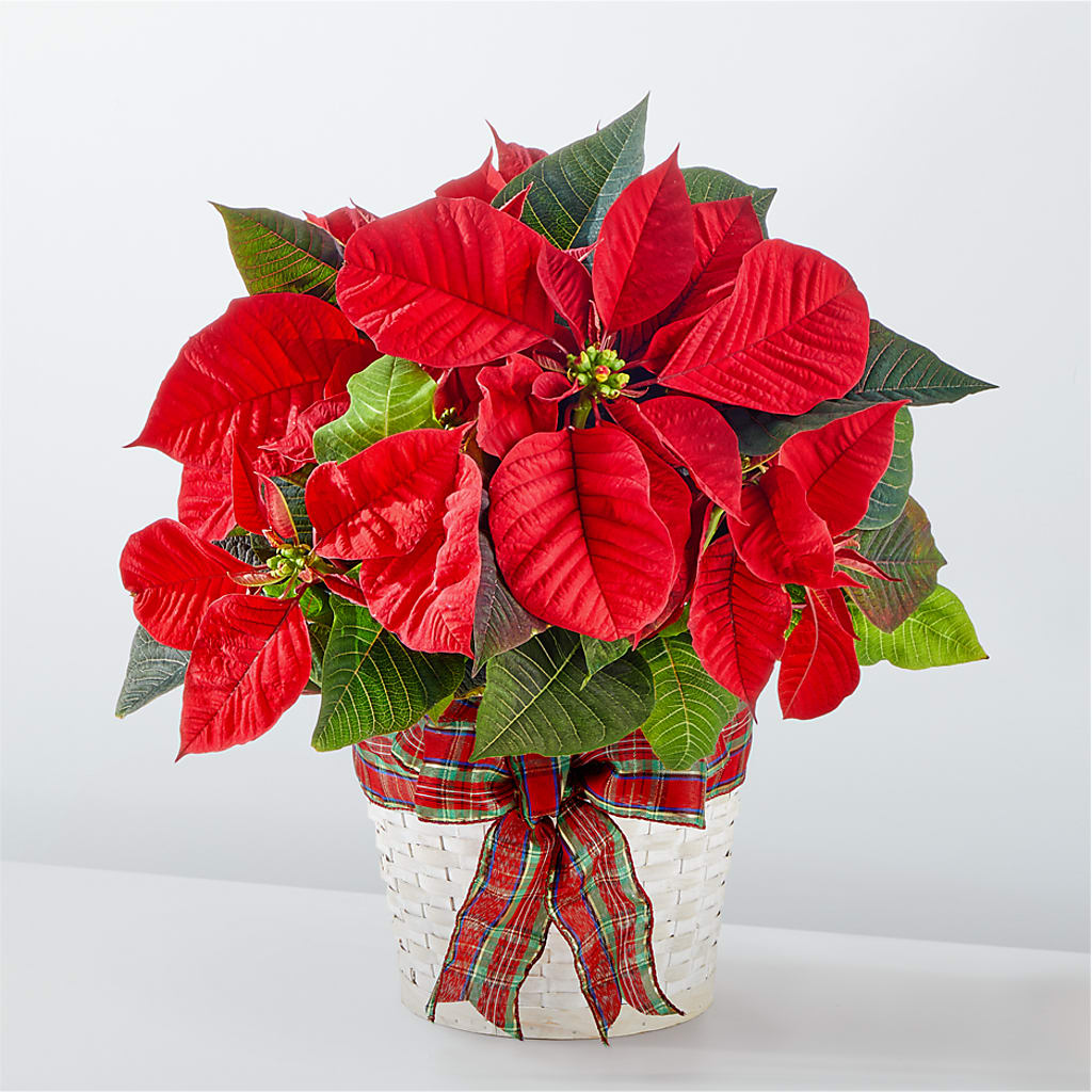 Happiest Holidays Poinsettia – Whittier Blossom Shop, Whittier CA