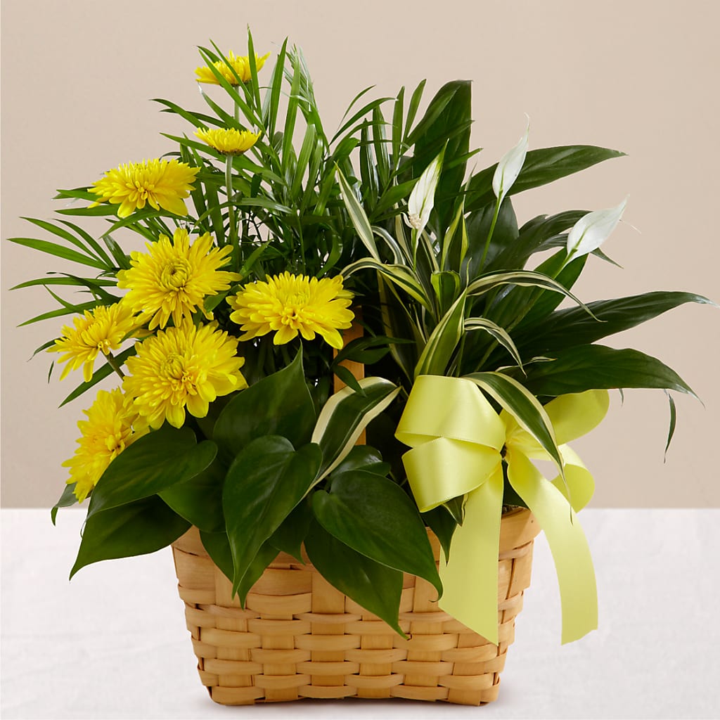 Loving Light Dishgarden – Whittier Blossom Shop, Whittier CA