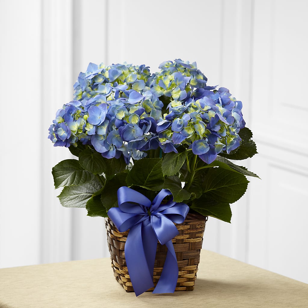 Blue Hydrangea Planter – Whittier Blossom Shop, Whittier CA