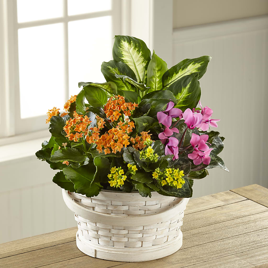 Color Crush Dishgarden – Whittier Blossom Shop, Whittier CA