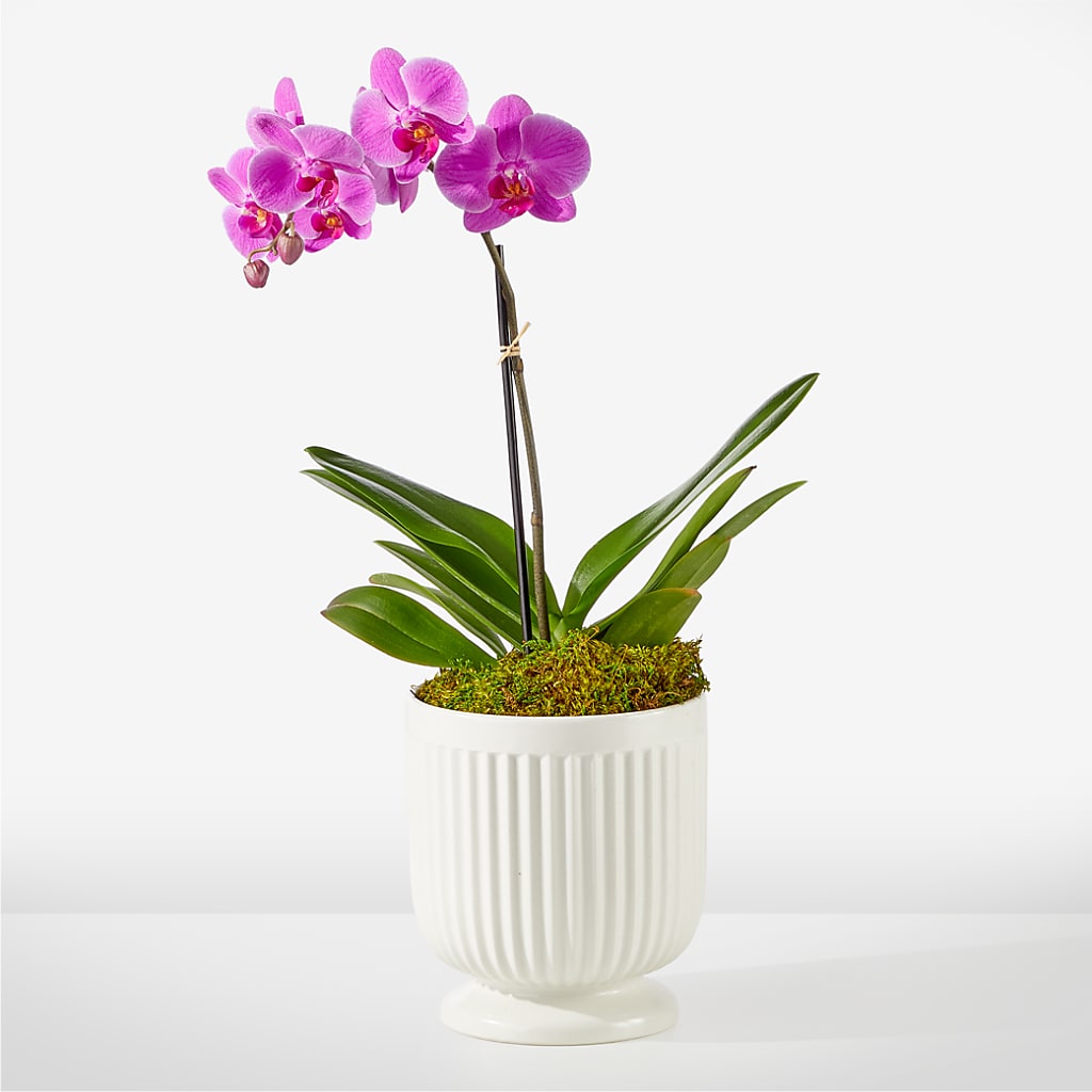 Friendly Fuchsia Orchid – Whittier Blossom Shop, Whittier CA