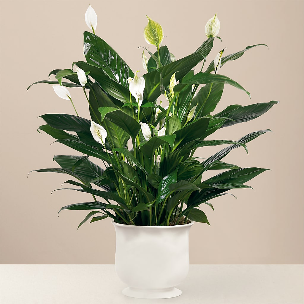 Comfort Planter – Whittier Blossom Shop, Whittier CA