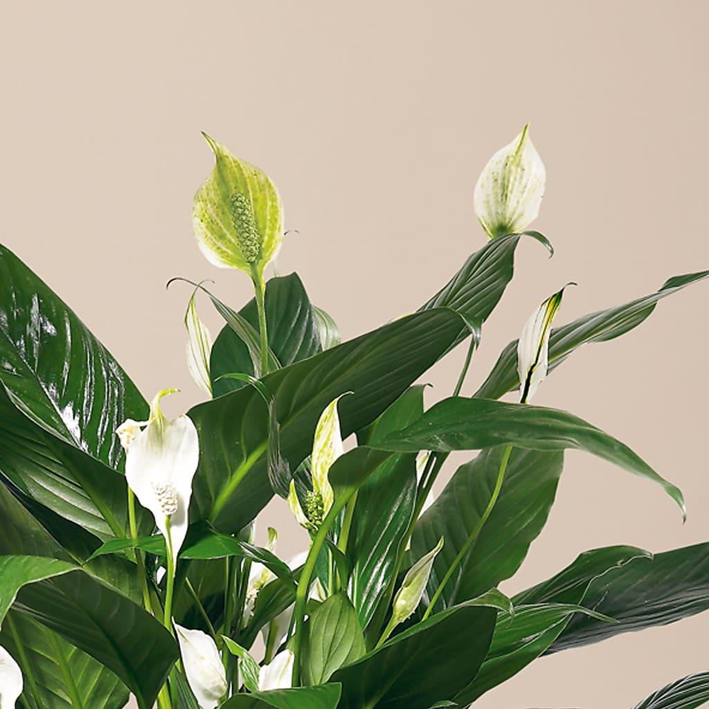Comfort Planter – Whittier Blossom Shop, Whittier CA