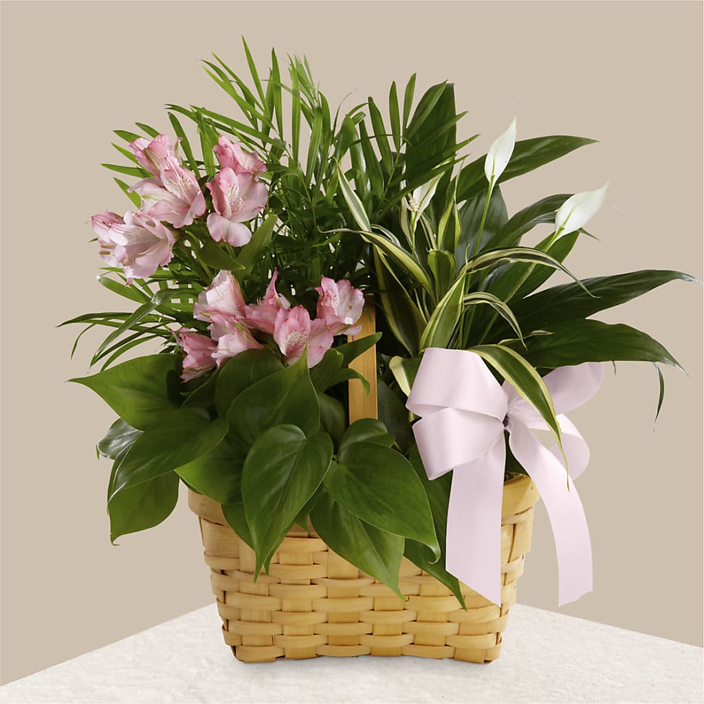 Living Spirit Dishgarden – Whittier Blossom Shop, Whittier CA