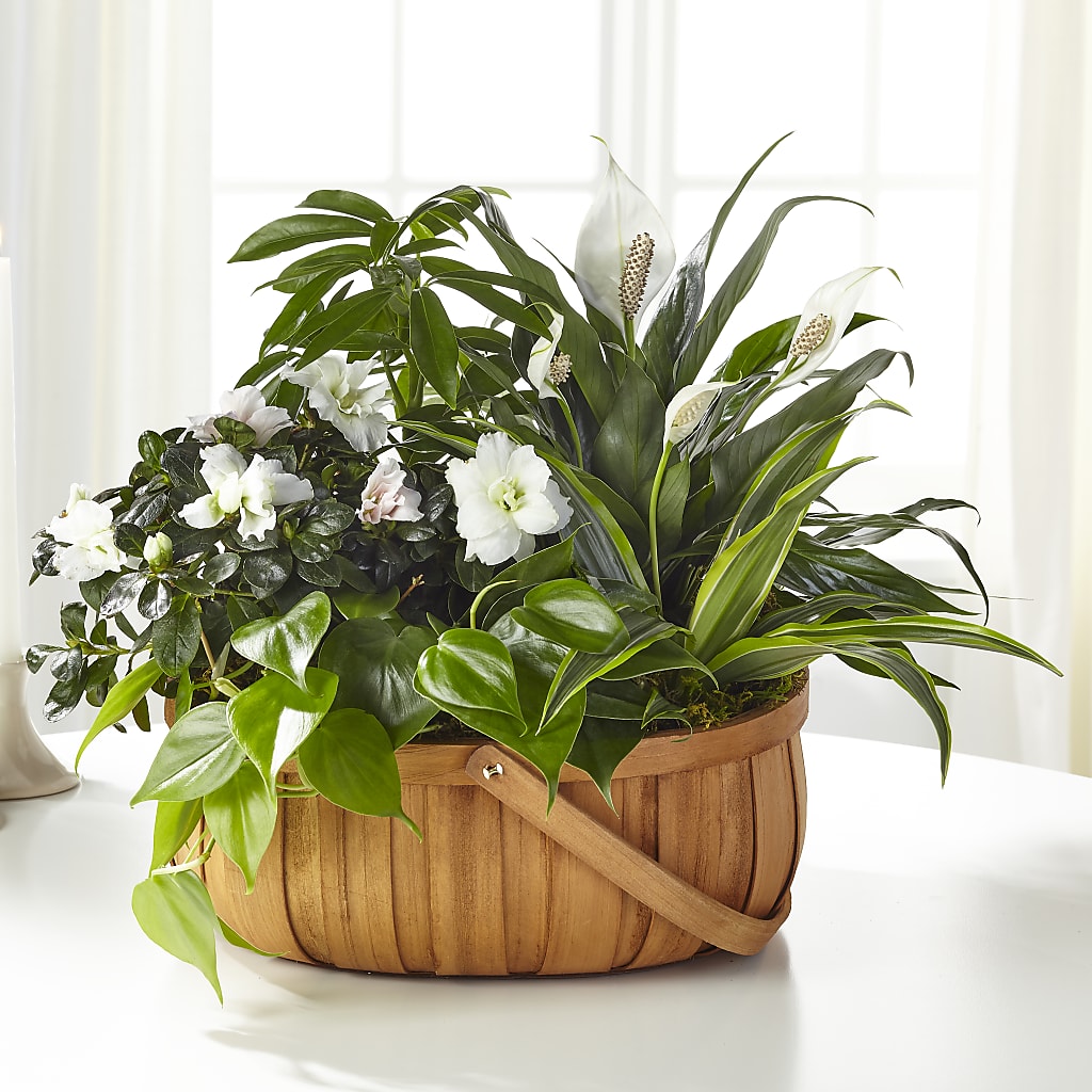 Serene Dishgarden – Whittier Blossom Shop, Whittier CA