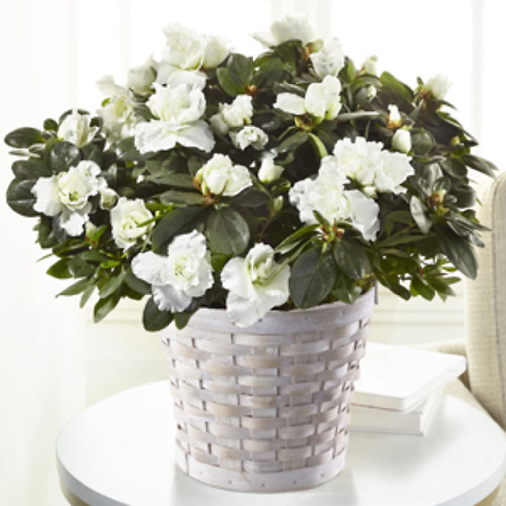 White Azalea Plant – Whittier Blossom Shop, Whittier CA