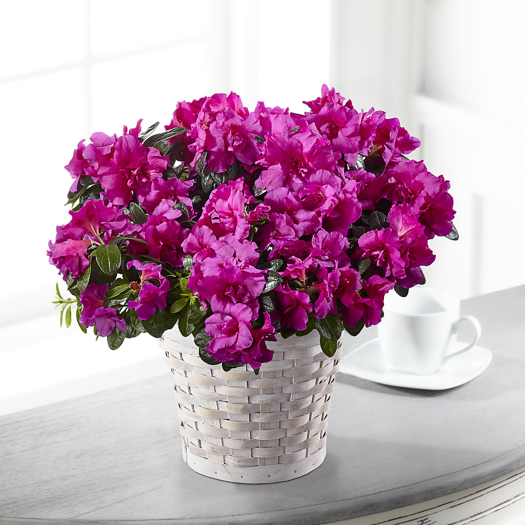 Hope & Serenity Azalea Plant – Whittier Blossom Shop, Whittier CA