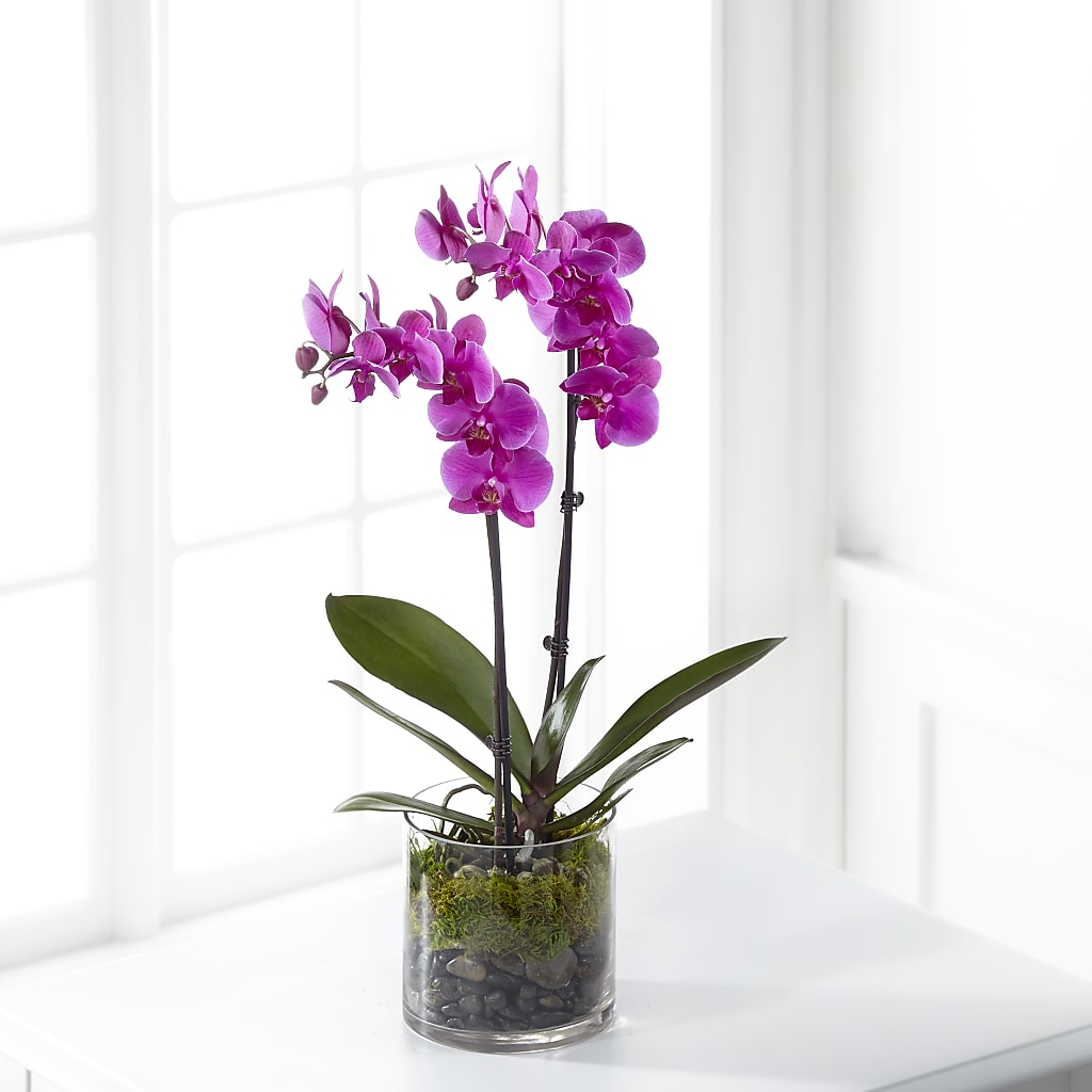 Pink Orchid Plant – Whittier Blossom Shop, Whittier CA