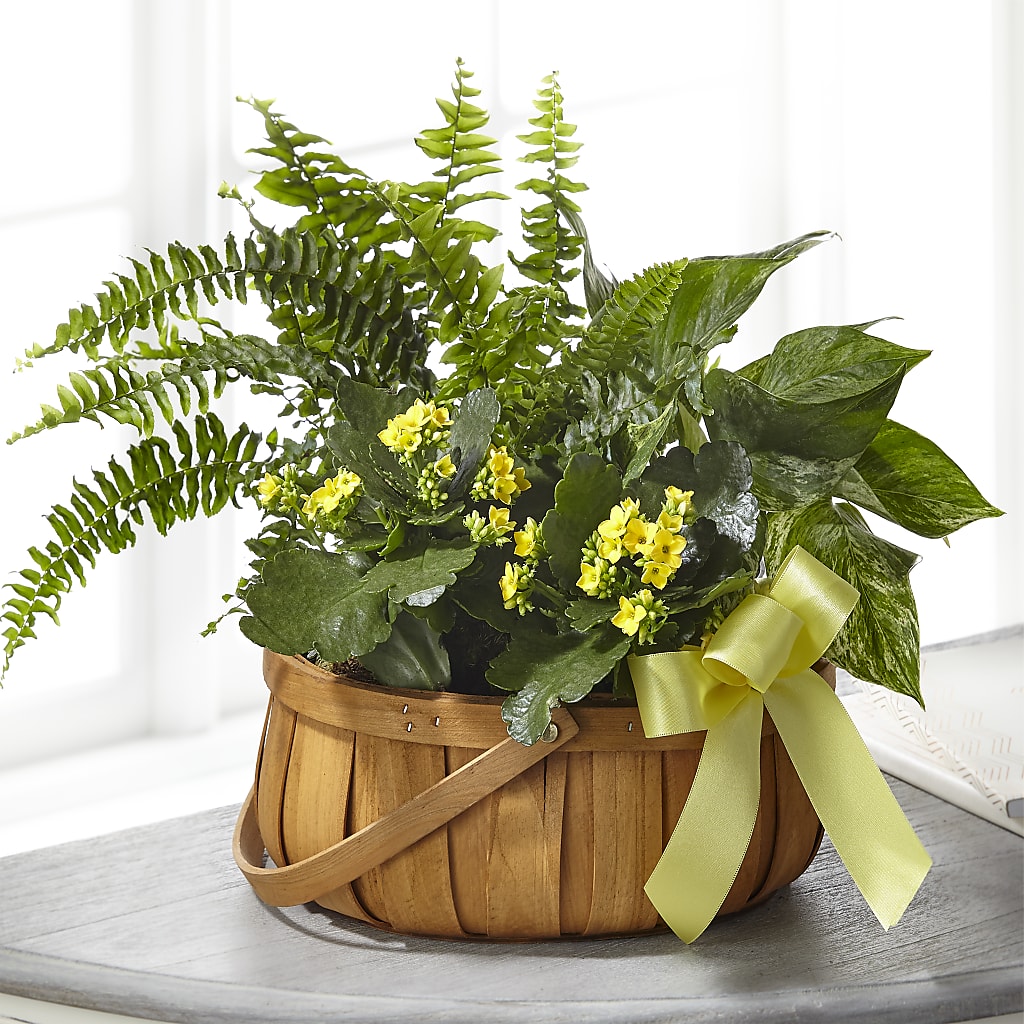 Always Dear Dishgarden – Whittier Blossom Shop, Whittier CA