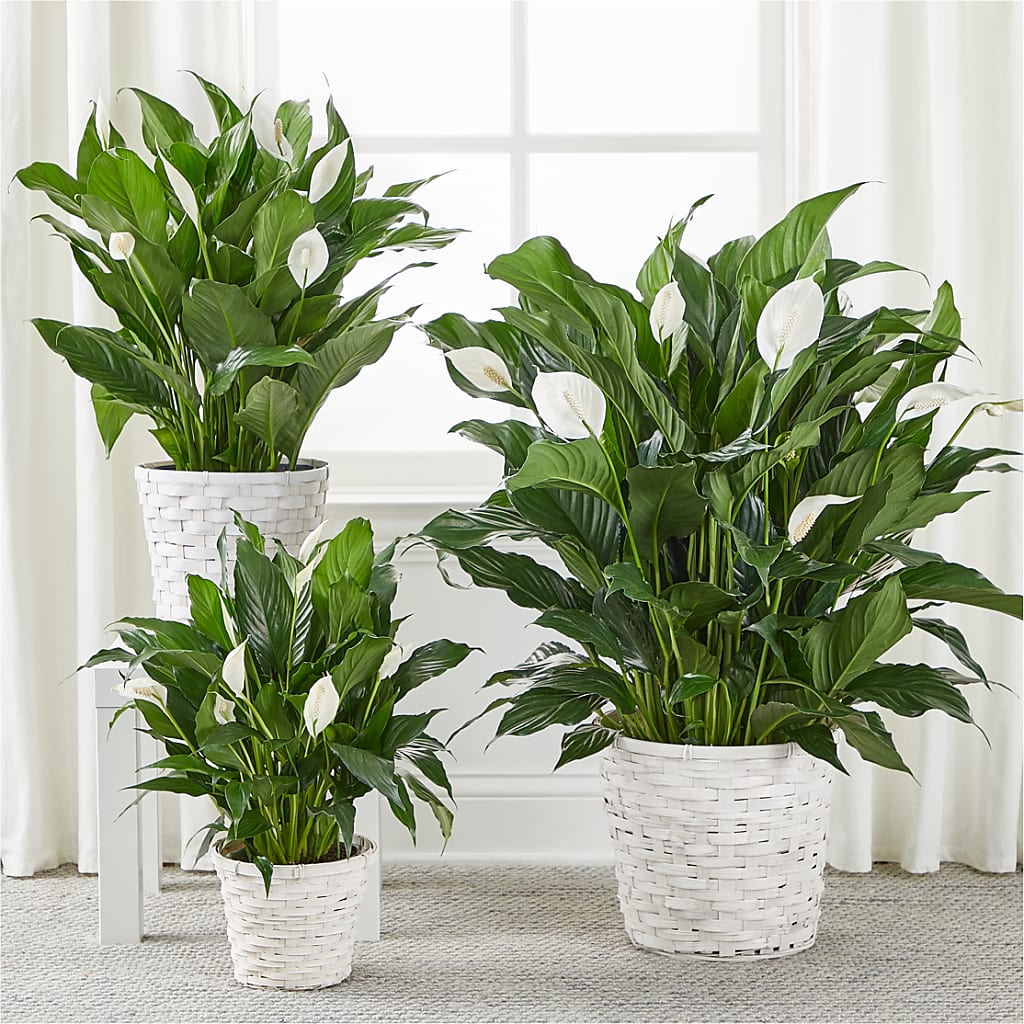 A New Leaf Peace Lily – Whittier Blossom Shop, Whittier CA