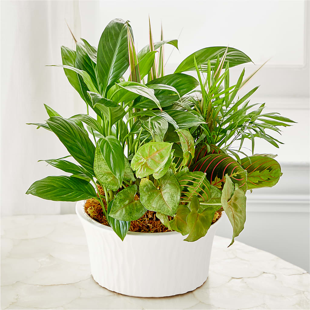 Balance & Harmony Dishgarden – Whittier Blossom Shop, Whittier CA