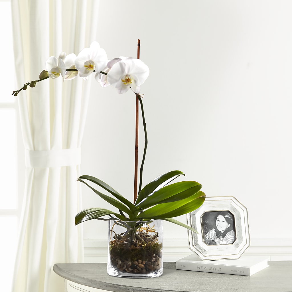 White Orchid Planter – Whittier Blossom Shop, Whittier CA