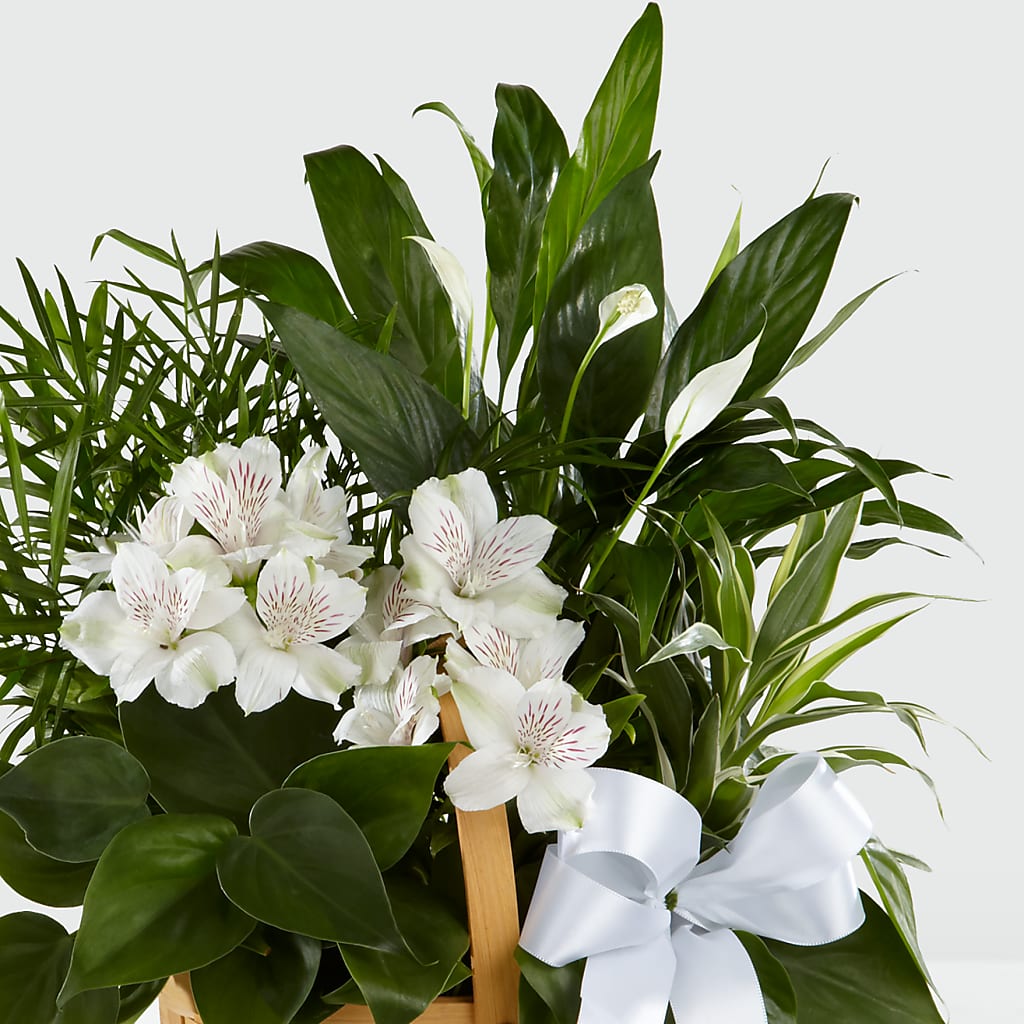 Peace & Serenity Dishgarden –  Whittier Blossom Shop, Whittier CA