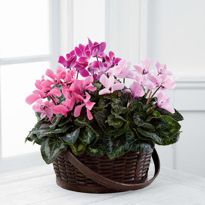 Mixed Cyclamen Planter –  Whittier Blossom Shop, Whittier CA