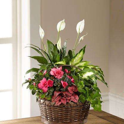 Dream in Pink Dishgarden –  Whittier Blossom Shop, Whittier CA