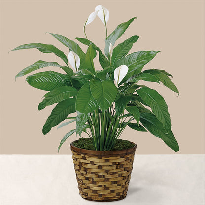 Tranquil Moments Peace Lily Plant –  Whittier Blossom Shop, Whittier CA