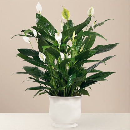 Comfort Planter –  Whittier Blossom Shop, Whittier CA