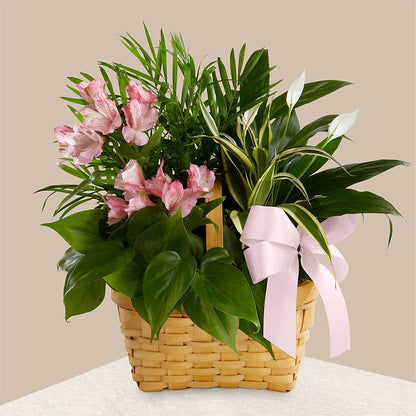 Living Spirit Dishgarden –  Whittier Blossom Shop, Whittier CA