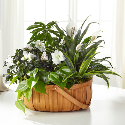 Serene Dishgarden –  Whittier Blossom Shop, Whittier CA