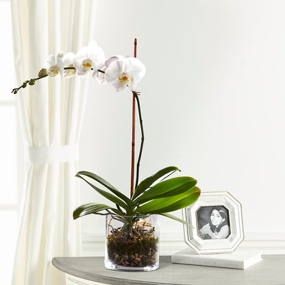 White Orchid Planter –  Whittier Blossom Shop, Whittier CA